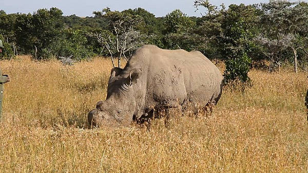 Sudan rinoceronte bianco settentrionale