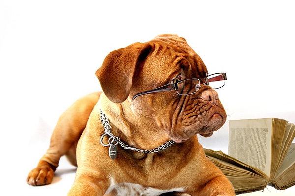 Cane saggio con occhiali