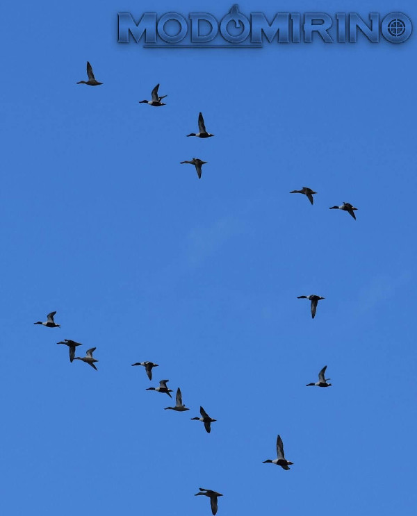 Le incredibili migrazioni degli uccelli 3