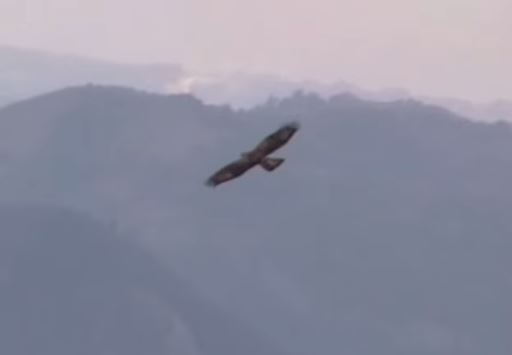 Falco Pecchiaolo Volo sullo stretto di Reggio e Messina
