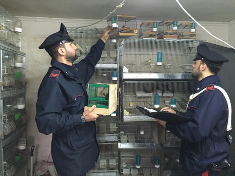 Carabinieri mentre requisiscono le gabbie con i volatili