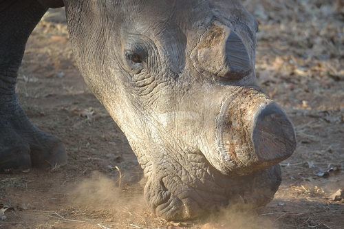 Rinoceronte bianco vittima dei bracconieri per avorio