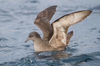 La pomice causa della moria di uccelli marini del 2013
