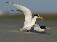 Alabama, bagnanti mettono a rischio colonia di uccelli protetti