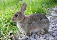 Sicilia, da oggi si riparte col coniglio selvatico