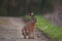 Austria, due cacciatori infettati dalla febbre dei conigli