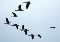 Perchè gli uccelli volano in stormi a forma di &quot;V&quot;?