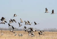 Perchè gli uccelli migrano?
