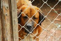 Reggio Calabria, ex presidente della lega per la difesa del cane sottraeva i soldi pubblici destinati al canile e maltrattava gli animali