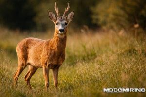 capriolo
