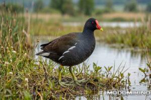 Gallinella D'acqua