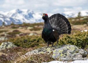 Gallo Forcello