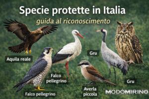 Specie protette in Italia